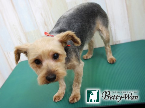 クロキココア160504