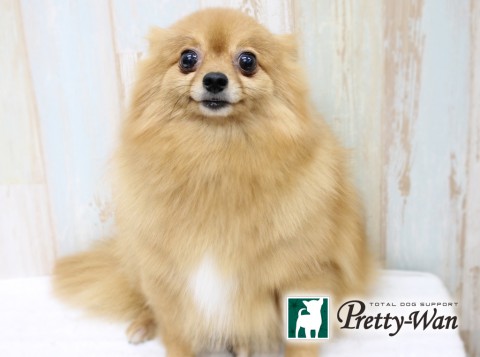 ヒガシダラム160406