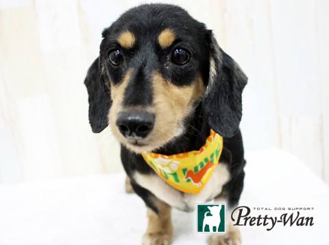 ハットリペシュ160524