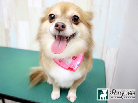 カミムラミニーマウス160208