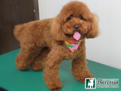 カタオカララ151229