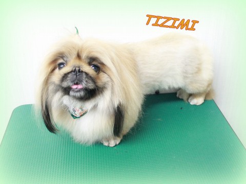 4月25日吉田ちじみ