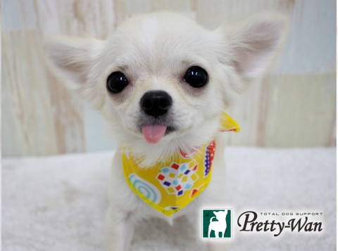 ウエノタマゴ20160619