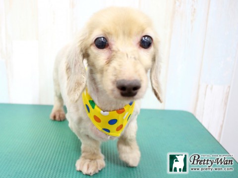 イトウエルメス160207