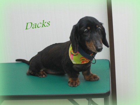 キマタダックス150509