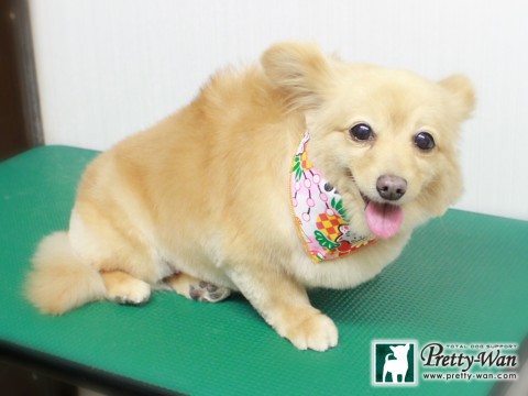 ワタベクゥ151229