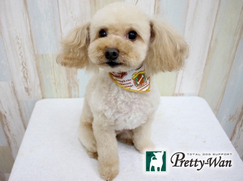 マツダモカ160307