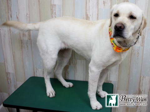 サトウココ160125