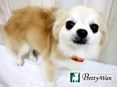 サトウデイジー160425