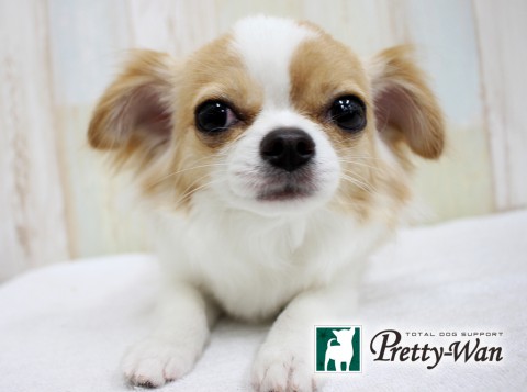 タンゲコウメ160508