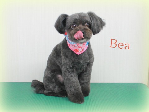 4月18日樽谷ベア