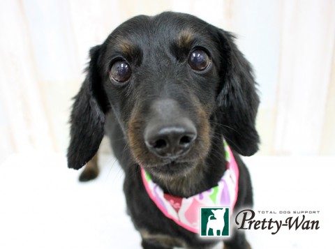 イトウオウ160516