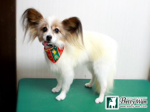 ニシカワカワナ151209