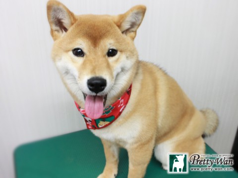 オオツカイト151218