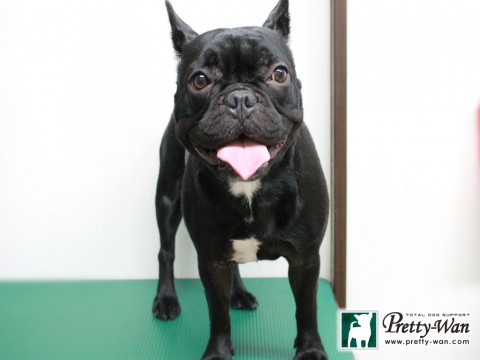 ヤスダマルキ151213