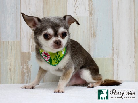 ホリキチｨ160210