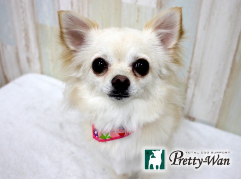 ハットリモモ160430