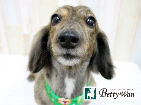 イトウミント160612