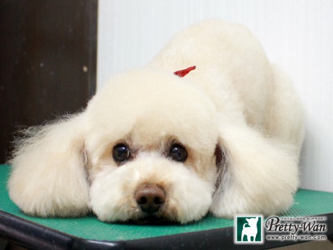 キリムラグッチ151209