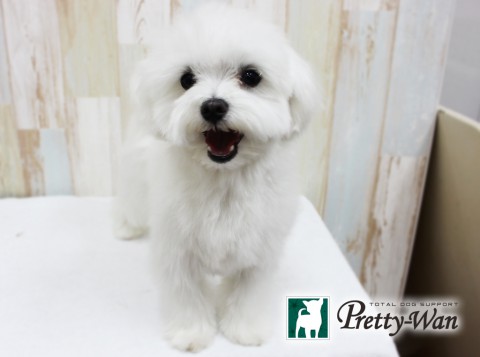 モリミゾレ160401