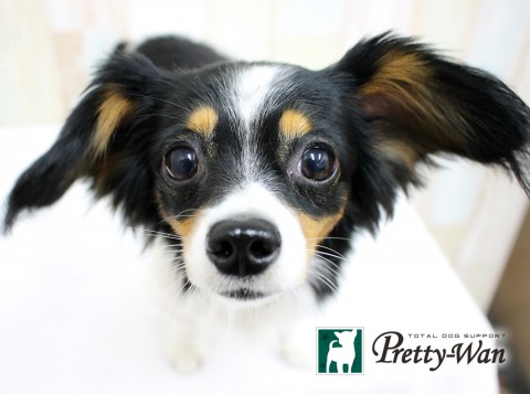 ハヤシチャプ160412