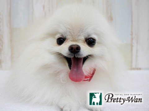 カトウシュクル160514