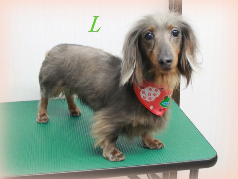 4月19日鶴田エル