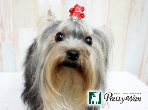 カトウココ160612