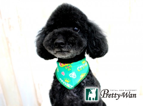 マアイチョコ160427