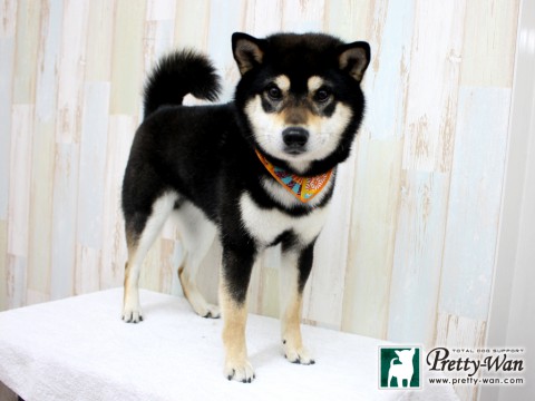 ナカノコタロウ160210