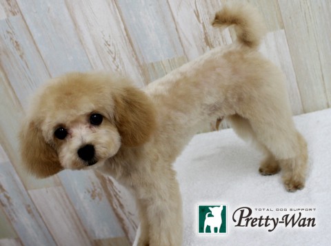 ヤマシタポテコ160520