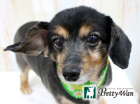 ハヤカワマロン160518