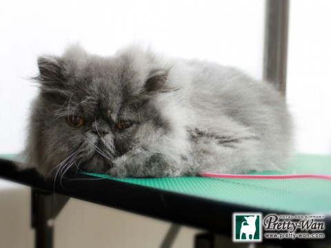 ヤマダライガ151213