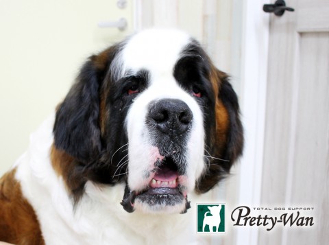 カトウヨーゼフ160329