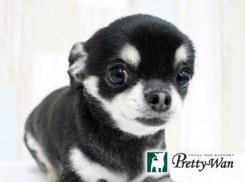 シモハタハナ160613