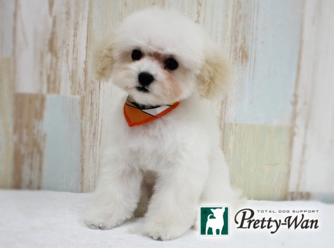 ゴトウロミ160420