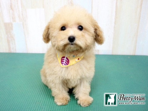 シンボクモカ160203