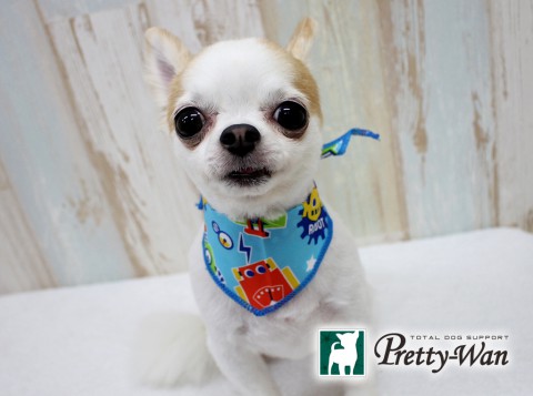 フクテチョコ160608