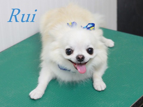 マツダルイ150905