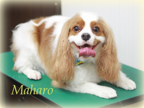 ウサミマハロ150824