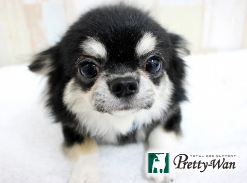 ニシカワドングリ160429