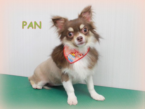 4月17日佐藤パン