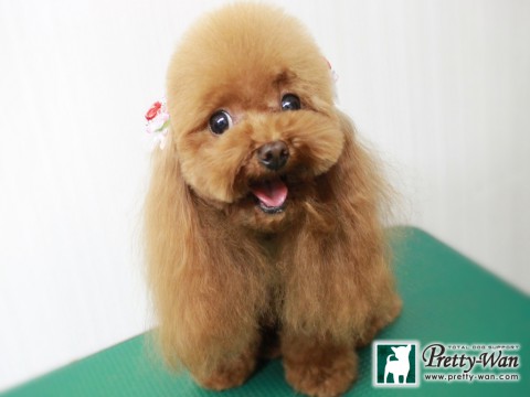 ミズノローズ151213