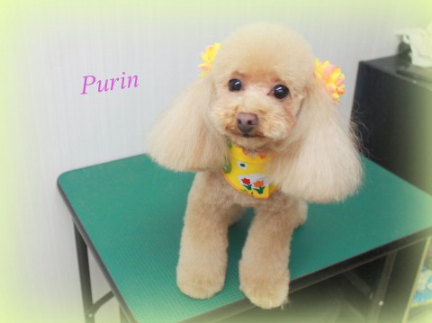 オカベプリン150510