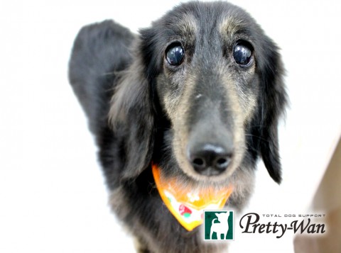 ヨシダコムギ160426