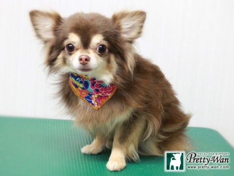 イケダテン151230