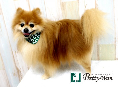 イナバシュラ160501