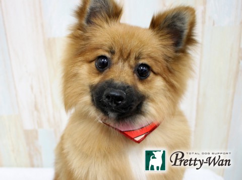 イサジテル160626