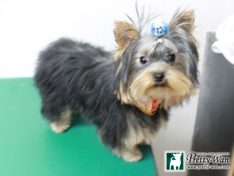 カトウココ151231