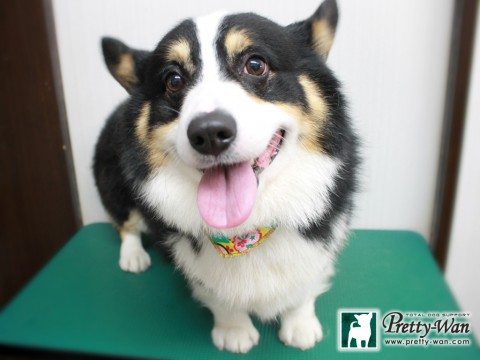 ニワジョン151229